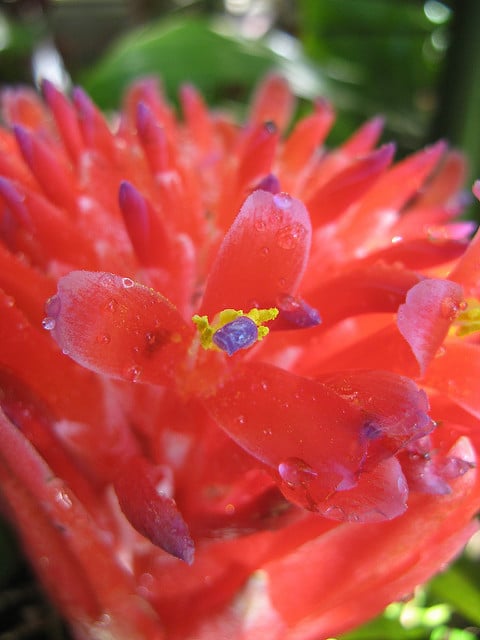Billbergia pyramidalis