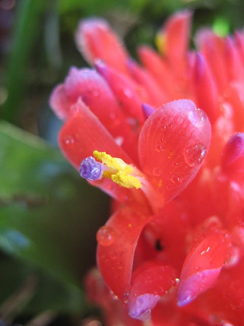 Billbergia pyramidalis