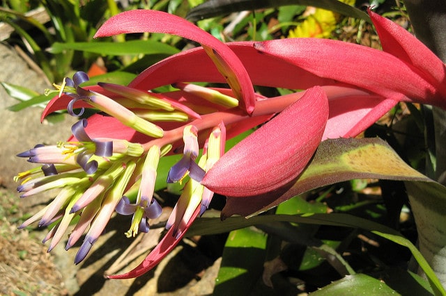 Billbergia vittata