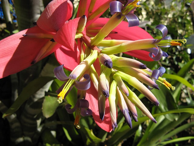 Billbergia vittata