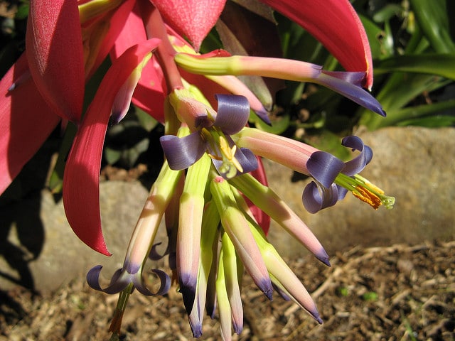 Billbergia vittata