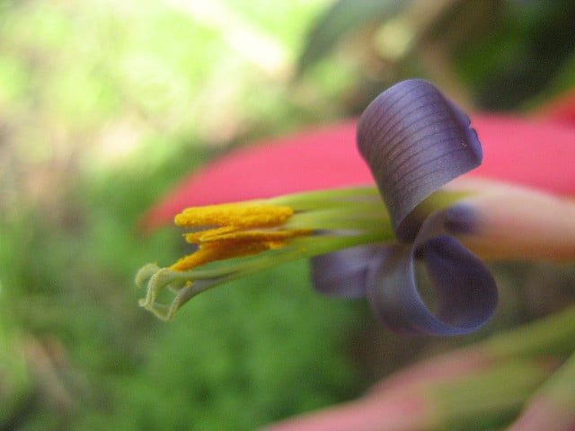 Billbergia vittata (Billbergia vittata)