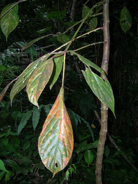 Bischofia javanica