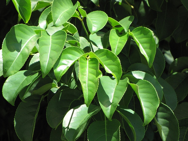 Bischofia javanica
