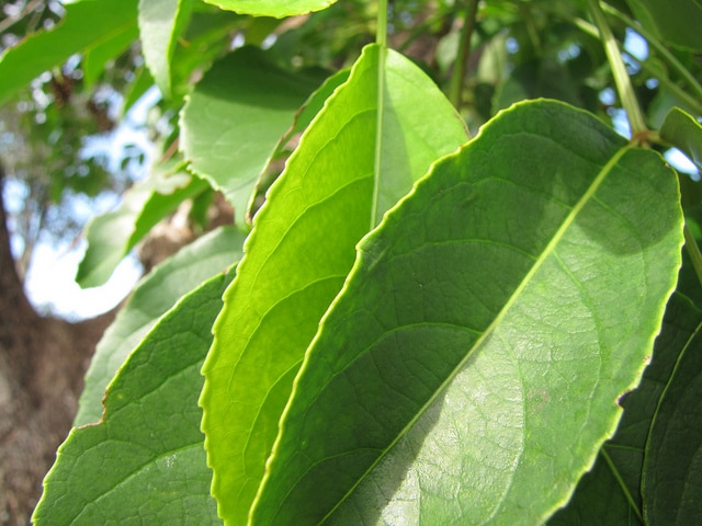 Bischofia javanica