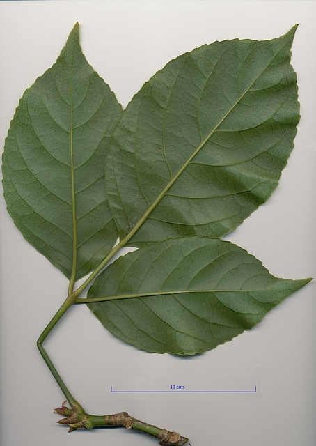 Bischofia javanica