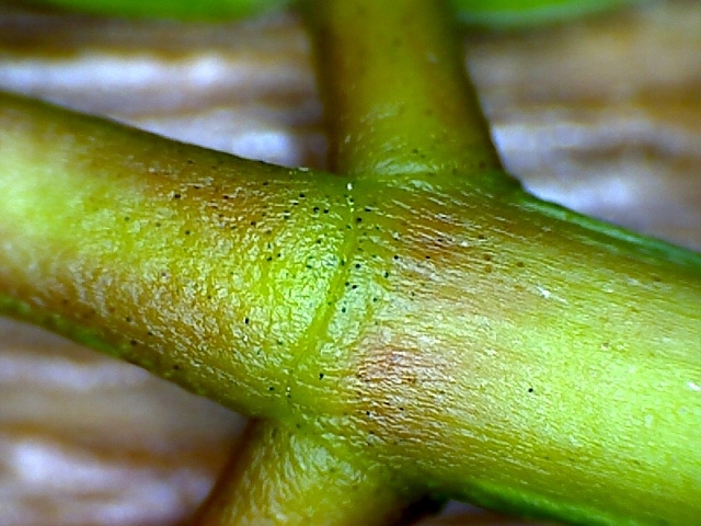 Bischofia javanica