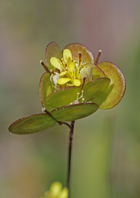 Biscutelle (Biscutella didyma)