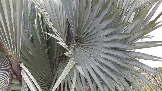Palmier de bismarck (Bismarckia nobilis)