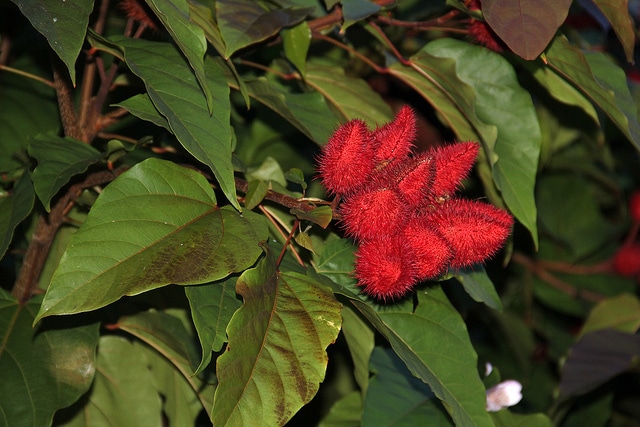 Roucou