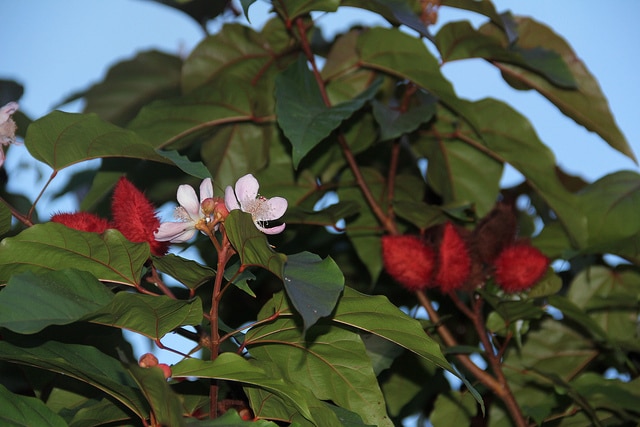 Roucou