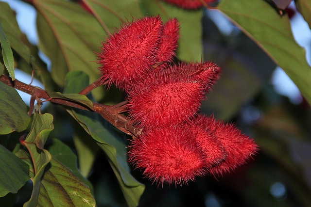 Roucou