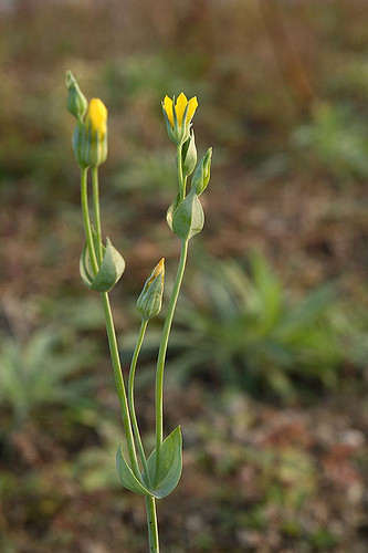 Blackstonie acuminée (Blackstonia acuminata)