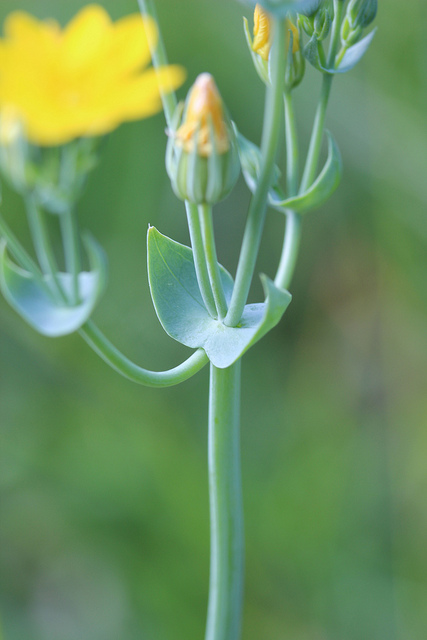 Blackstonie perfoliée (Blackstonia perfoliata)