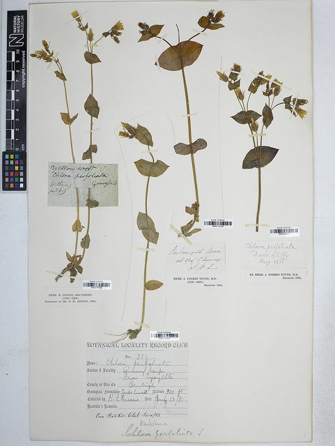 Blackstonie perfoliée