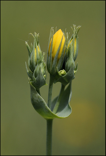 Blackstonie perfoliée