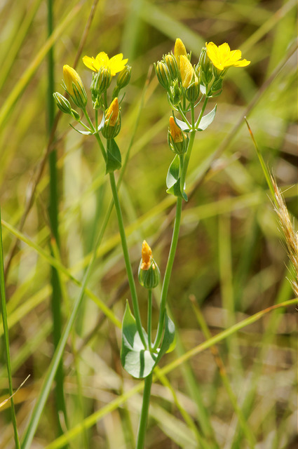Blackstonie perfoliée