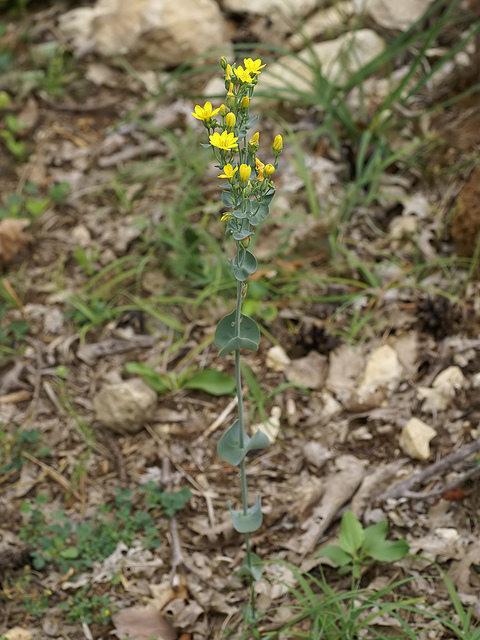 Blackstonie perfoliée