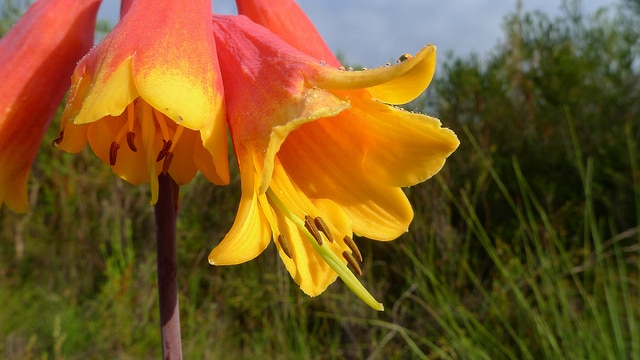 Blandfordia grandiflora (Blandfordia grandiflora)