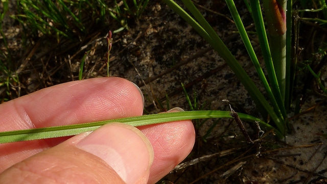 Blandfordia grandiflora