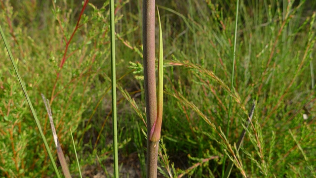 Blandfordia grandiflora