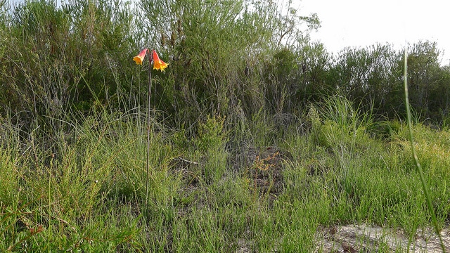 Blandfordia grandiflora