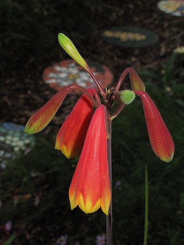 Blandfordia grandiflora