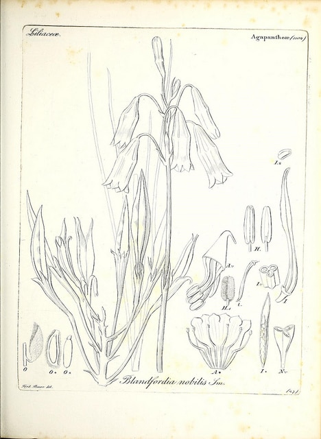 Blandfordia nobilis