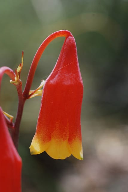 Blandfordia nobilis