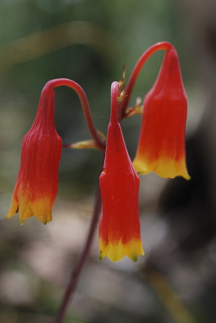 Blandfordia nobilis
