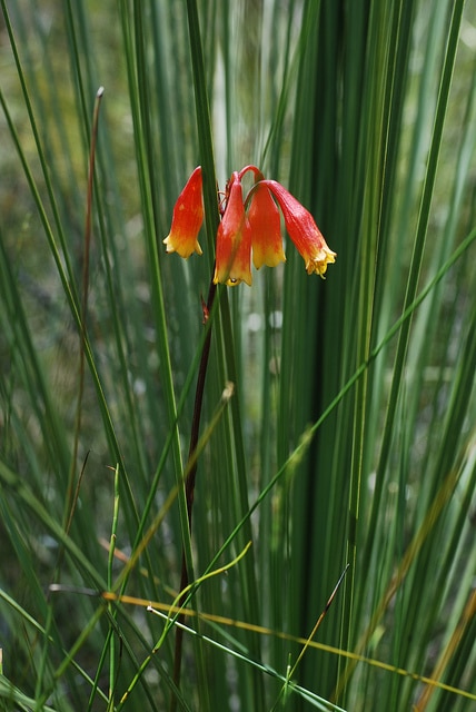 Blandfordia nobilis