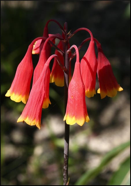 Blandfordia nobilis