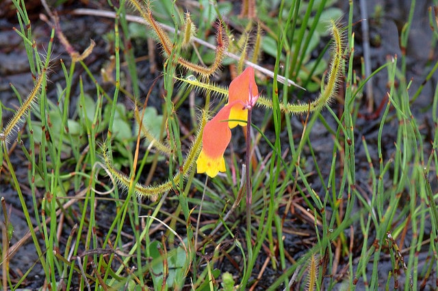 Blandfordia nobilis (Blandfordia nobilis)