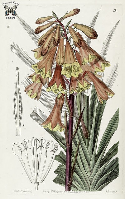 Blandfordia punicea (Blandfordia punicea)