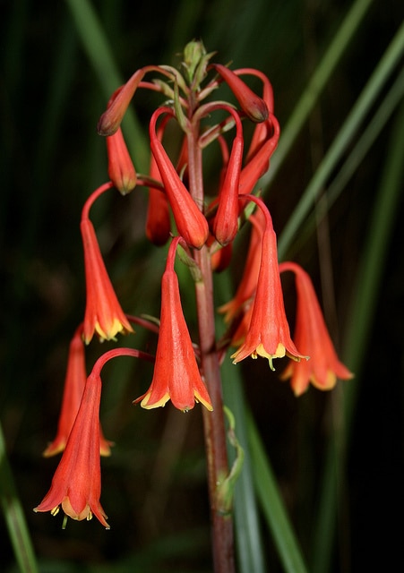 Blandfordia punicea