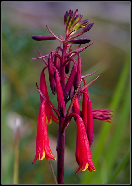 Blandfordia punicea