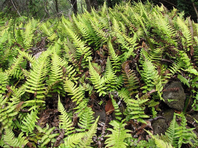 Blechnum appendiculatum