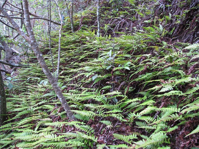 Blechnum appendiculatum (Blechnum appendiculatum)