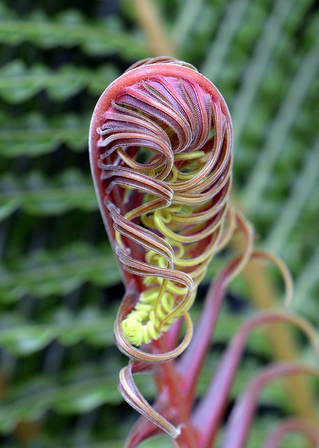 Blechnum brasiliense