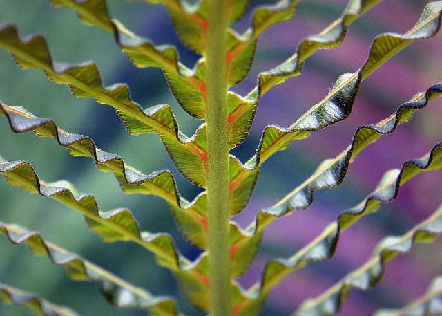 Blechnum brasiliense