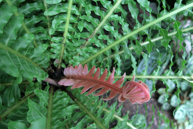 Blechnum brasiliense