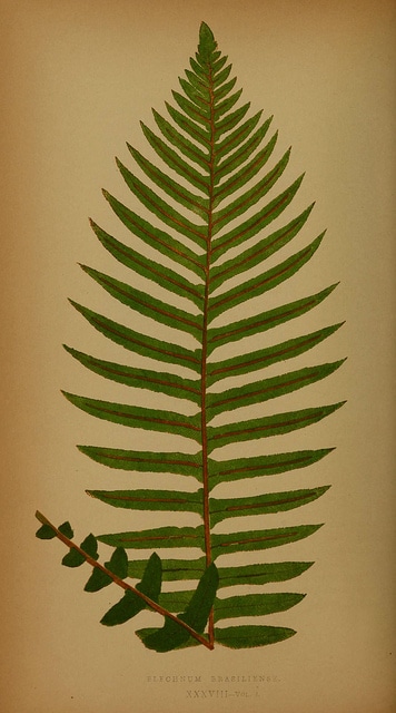Blechnum brasiliense