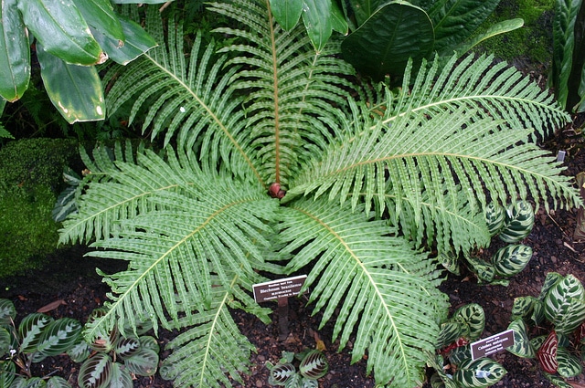 Blechnum brasiliense (Blechnum brasiliense)