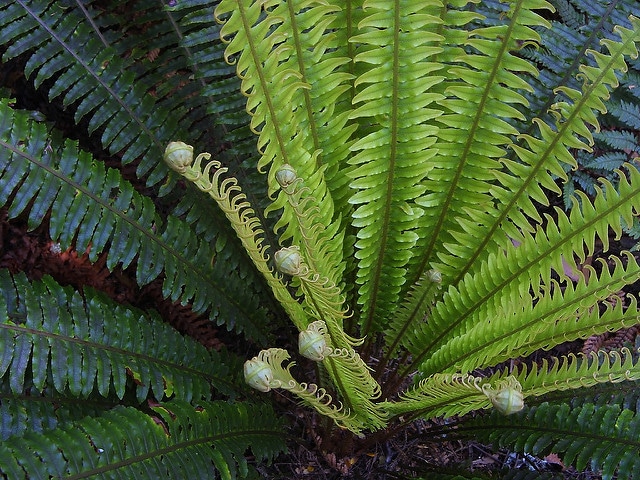 Blechnum discolor