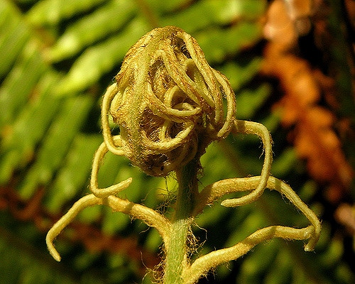 Blechnum discolor