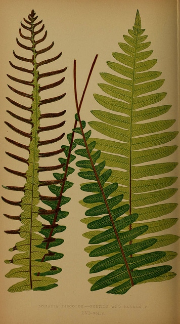 Blechnum discolor