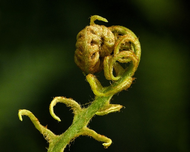 Blechnum discolor