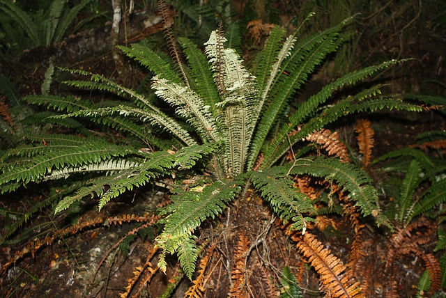 Blechnum discolor (Blechnum discolor)