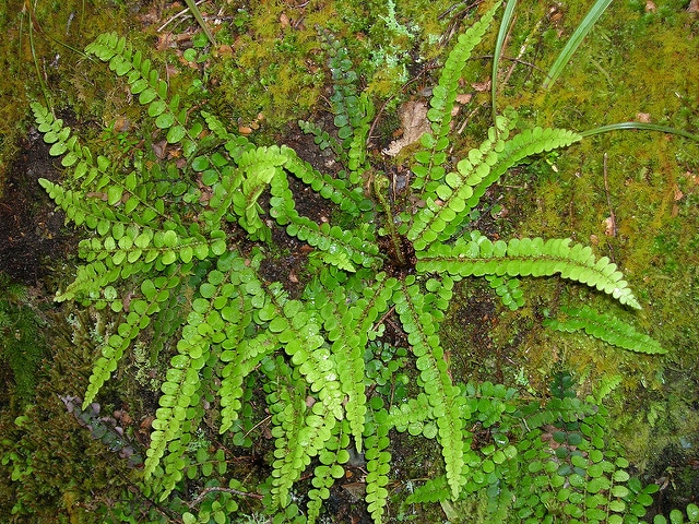 Blechnum fluviatile