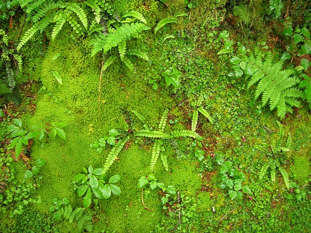Blechnum fluviatile